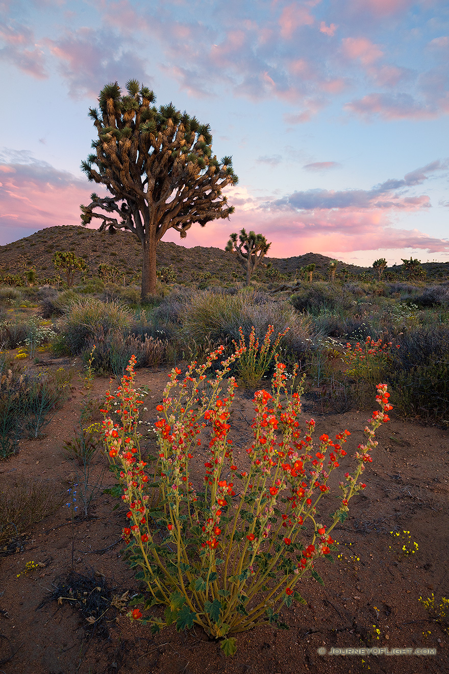 Several days of rain bring much needed moisture to Joshua Tree National Park.  After these storms wildflowers bloom abundantly throughout the landscape. - State of California Picture