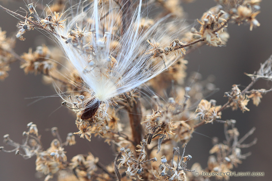 A milkweed seedling is captured on a autumn day near the Missouri River. - Ponca SP Photography