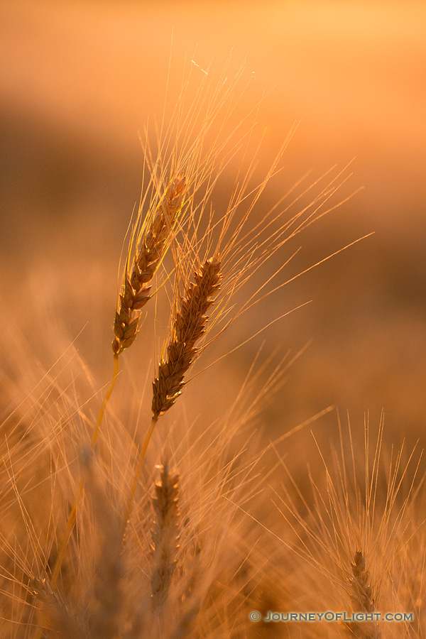 Wheat in a large field glows in the setting sun in eastern Nebraska. - Nebraska Photography
