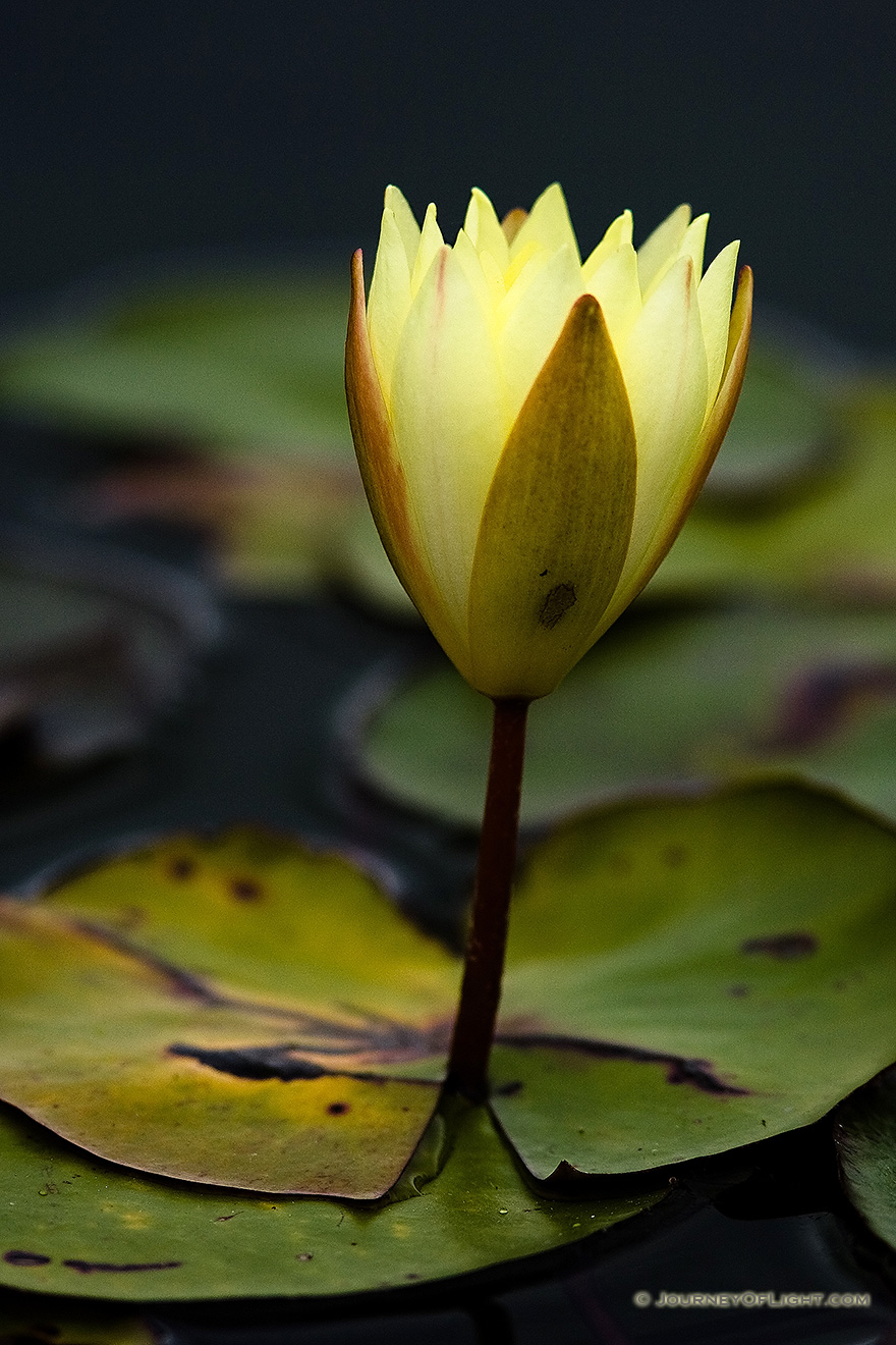 A lily pad blossoms in the late summer at Powell Gardens near Kansas City, Missouri. - Missouri Picture