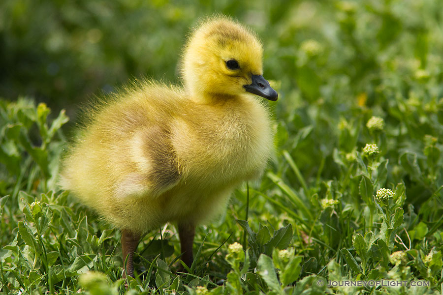 A young gosling stands in a grassy area near one of the ponds at Schramm Park State Recreation Area. - Schramm SRA Photography