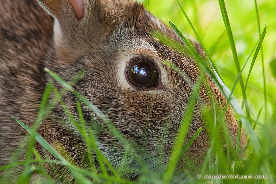 A rabbit hides in the thick grass. - Nebraska Photography