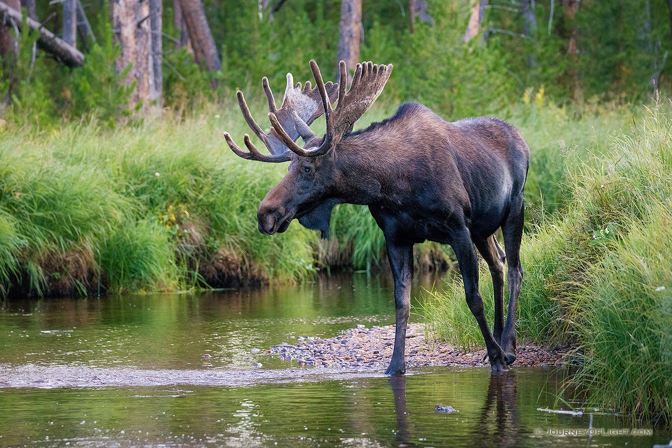 Near dusk in  Summerland Park in western Rocky Mountain National Park, a bull Moose quietly crosses the North Inlet stream. - Colorado Picture