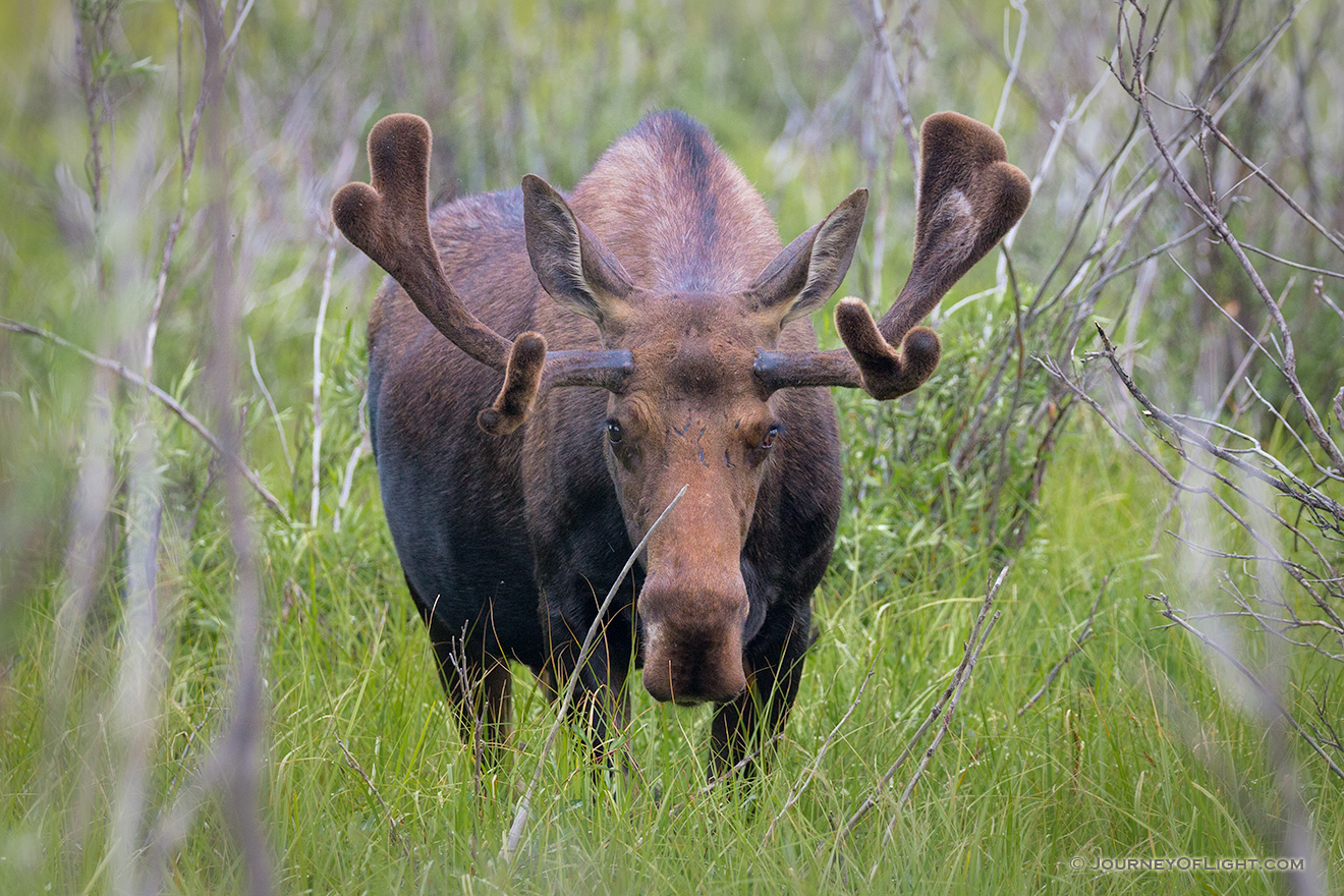 A bull moose quietly moves through brush in Kawuneeche Valley on the west side of Rocky Mountain National Park. - Colorado Picture