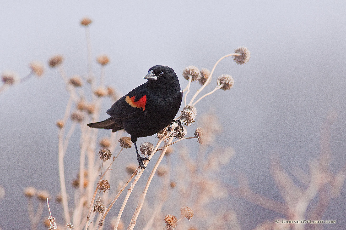 A red-winged blackbird briefly stops chriping and rests in a field near Grand Island, Nebraska. - Schramm SRA Picture